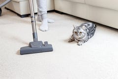 Girl vacuuming the house. bright carpet and light leath sofa stock images Girl vacuuming the house. bright carpet and light leath sofa stock images
