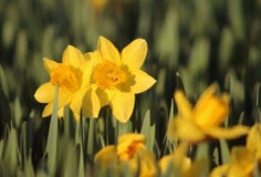 Gisement de ressort des fleurs de floraison de narcisse en jaune images libres de droits Gisement de ressort des fleurs de floraison de narcisse en jaune images libres de droits