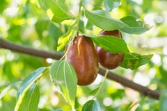 Giuggiola vera, capiinit, lat cinese della data Il jujuba dello Ziziphus è una frutta su un ramo Immagini Stock Giuggiola vera, capiinit, lat cinese della data Il jujuba dello Ziziphus è una frutta su un ramo Immagini Stock