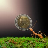 Give money for ant Royalty Free Stock Photography Give money for ant Royalty Free Stock Photography