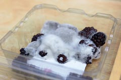 Gjuta, eller svampen växer på rasberry i plast- packe royaltyfri fotografi Gjuta, eller svampen växer på rasberry i plast- packe royaltyfri fotografi