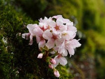Glad blomning på vintergrön mossa arkivbild Glad blomning på vintergrön mossa arkivbild