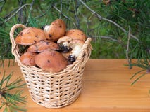Gladde hefbomenpaddestoelen in de mand onder pijnboomboom royalty-vrije stock afbeeldingen Gladde hefbomenpaddestoelen in de mand onder pijnboomboom royalty-vrije stock afbeeldingen