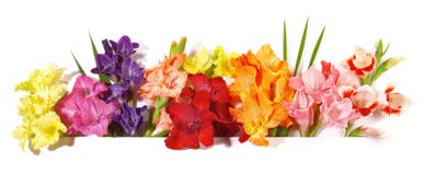 Gladiola kwiatu panorama obrazy royalty free Gladiola kwiatu panorama obrazy royalty free