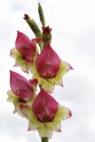 gladiolus images libres de droits gladiolus images libres de droits