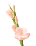 gladiolus images stock gladiolus images stock