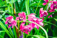 Gladiolus or Marsh gladiolus, also called `sword lily`, is a genus of perennial cormous flowering plants native to France, royalty free stock images Gladiolus or Marsh gladiolus, also called `sword lily`, is a genus of perennial cormous flowering plants native to France, royalty free stock images