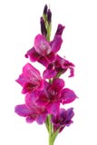 Gladiolus viola immagine stock libera da diritti Gladiolus viola immagine stock libera da diritti