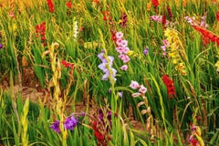 Gladiolus στον ευρύ τομέα λουλουδιών στη χρυσή ηλιοφάνεια στοκ εικόνες Gladiolus στον ευρύ τομέα λουλουδιών στη χρυσή ηλιοφάνεια στοκ εικόνες