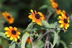 Gladlynta färger av ` för sporten för Rudbeckiatriloba` röd smyckar varje trädgård Arkivfoto Gladlynta färger av ` för sporten för Rudbeckiatriloba` röd smyckar varje trädgård Arkivfoto