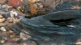 Glanis montrous d'un Silurus de poisson-chat de wels en belle rivière propre à Albi dans les sud de la France images stock Glanis montrous d'un Silurus de poisson-chat de wels en belle rivière propre à Albi dans les sud de la France images stock