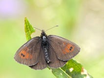 Glanserebia de Zwitserse, boucle effrontée suisse, tyndarus d'Erebia photographie stock libre de droits Glanserebia de Zwitserse, boucle effrontée suisse, tyndarus d'Erebia photographie stock libre de droits