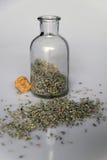 Glass bottle with dried lavender blossoms on white background Royalty Free Stock Photos Glass bottle with dried lavender blossoms on white background Royalty Free Stock Photos
