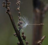 Dandelion seed entangled on spider web royalty free stock images Dandelion seed entangled on spider web royalty free stock images