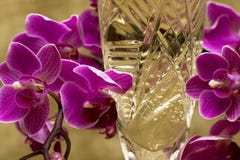 Glass With Champagne Stock Images Glass With Champagne Stock Images