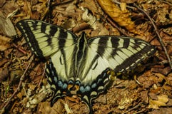 Glaucus oriental de Tiger Swallowtail Papilio, Adirondack Forest Preserve, New York imagem de stock Glaucus oriental de Tiger Swallowtail Papilio, Adirondack Forest Preserve, New York imagem de stock