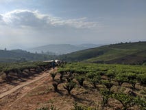 Gli agricoltori vietnamiti passano a casa attraverso i campi del tè immagini stock Gli agricoltori vietnamiti passano a casa attraverso i campi del tè immagini stock