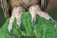 Gli artigli del gufo reale del eurasian (bubo del Bubo) fotografia stock Gli artigli del gufo reale del eurasian (bubo del Bubo) fotografia stock