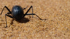 Gli scarabei Darkling corrono alla cima delle dune per raggiungere la nebbia prima che sparisca nella duna del Namib, Namibia immagini stock Gli scarabei Darkling corrono alla cima delle dune per raggiungere la nebbia prima che sparisca nella duna del Namib, Namibia immagini stock