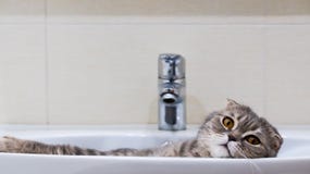 Gli Scottish piegano la menzogne del gatto rilassata nel lavandino fotografie stock Gli Scottish piegano la menzogne del gatto rilassata nel lavandino fotografie stock