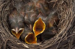 Gli uccelli di bambino aprono le bocche fotografia stock libera da diritti Gli uccelli di bambino aprono le bocche fotografia stock libera da diritti