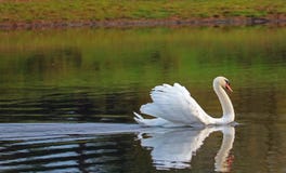 Gliding swan with feathers raised. Displaying.