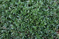 Glinus, Glinus is a genus of tropical and subtropical plants in the family Molluginaceae. image background stock image Glinus, Glinus is a genus of tropical and subtropical plants in the family Molluginaceae. image background stock image