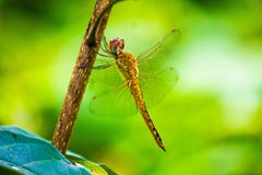 Globale Schuimspaan/Pantala flavescens royalty-vrije stock afbeelding Globale Schuimspaan/Pantala flavescens royalty-vrije stock afbeelding