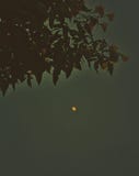 Beautiful moon stock images Beautiful moon stock images