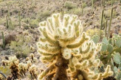 Glowing Teddy Bear Cholla Royalty Free Stock Images Glowing Teddy Bear Cholla Royalty Free Stock Images