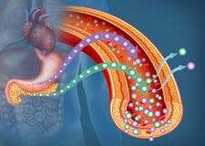 Glucose en Insuline in Diabetes, beschrijvende illustratie vector illustratie Glucose en Insuline in Diabetes, beschrijvende illustratie vector illustratie