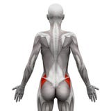 Gluteus Medius - мышцы анатомии изолированные на бело- illustra 3D иллюстрация вектора Gluteus Medius - мышцы анатомии изолированные на бело- illustra 3D иллюстрация вектора