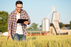 Glücklicher junger Landwirt oder Agronom, die Weizenanlagen auf einem Gebiet, arbeitend an einer Tablette kontrolliert lizenzfreie stockfotos Glücklicher junger Landwirt oder Agronom, die Weizenanlagen auf einem Gebiet, arbeitend an einer Tablette kontrolliert lizenzfreie stockfotos