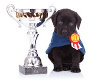 Labrador retriever-Hündchen, das nahe einer großen Trophäe sitzt stockfoto Labrador retriever-Hündchen, das nahe einer großen Trophäe sitzt stockfoto
