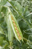 GMO food - maize corns in pea pod