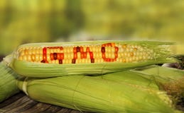 GMO mat arkivfoton GMO mat arkivfoton