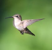 Gnola fågeln i flykten som söker efter nectard royaltyfri fotografi Gnola fågeln i flykten som söker efter nectard royaltyfri fotografi