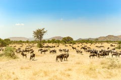 Gnu a grande tempo di migrazione in Serengeti, Africa, hundrets degli gnu insieme Fotografia Stock Libera da Diritti Gnu a grande tempo di migrazione in Serengeti, Africa, hundrets degli gnu insieme Fotografia Stock Libera da Diritti