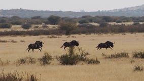 Gnu preto que corre nas planícies da grama do kalahari em África do Sul Gnu preto que corre nas planícies da grama do kalahari em África do Sul