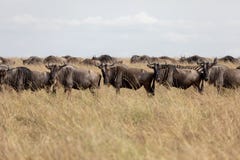 Gnu sulle pianure di Masai Mara, Kenya, Africa fotografia stock Gnu sulle pianure di Masai Mara, Kenya, Africa fotografia stock