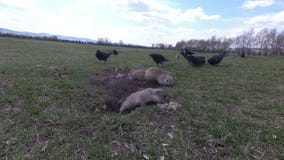 Go??bie i gopher Go??bie i gopher