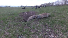 Go??bie i gopher Go??bie i gopher