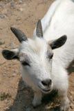 Goat Stock Photography