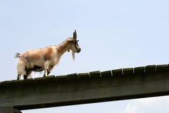 Goat Royalty Free Stock Images