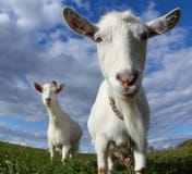 Goat Stock Image