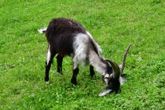 Got grey white black with long horns grazing on a meadow royalty free stock photography Got grey white black with long horns grazing on a meadow royalty free stock photography