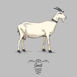 Goat Engraved, Hand Drawn Vector Illustration In Woodcut Scratchboard Style, Vintage Drawing Species. Stock Image
