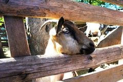 A goat on a farm behind a wooden fence stock image A goat on a farm behind a wooden fence stock image