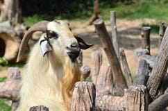 Goat In The Farm Stock Photo