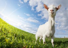 Goat On The Meadow Stock Image